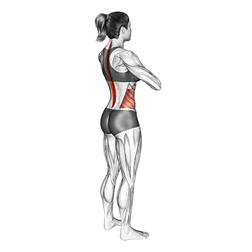Standing Back Rotation Stretch - Exclusive get you ultimate Stretching for Obliques from X health blend   Animated Exercise  Library