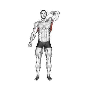 Standing Lateral Stretch - Exclusive get you ultimate Stretching for Obliques from X health blend   Animated Exercise  Library