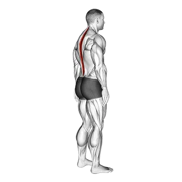 Standing Pelvic Tilt - Exclusive get you ultimate Stretching for Rectus Abdominis from X health blend   Animated Exercise  Library
