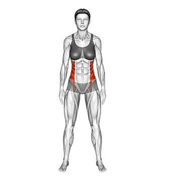 Standing Side Bend - Exclusive get you ultimate Stretching for Obliques from X health blend   Animated Exercise  Library