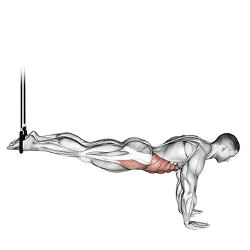 Suspended Reverse Crunch - Exclusive get you ultimate Strength for Rectus Abdominis from X health blend   Animated Exercise  Library