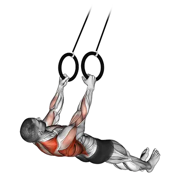Suspended Row - Exclusive get you ultimate Strength for Back from X health blend   Animated Exercise  Library