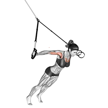 Suspender Fly - Exclusive get you ultimate Strength for Chest from X health blend   Animated Exercise  Library