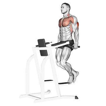 Triceps Dip - Exclusive get you ultimate Strength for Triceps from X health blend   Animated Exercise  Library