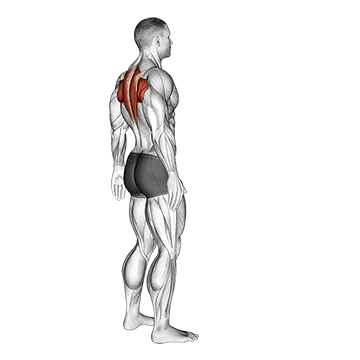 Upper Back Stretch - Exclusive get you ultimate Stretching for Upper Back from X health blend   Animated Exercise  Library