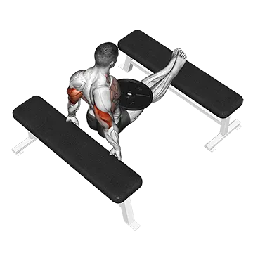 Weighted Bench Dip - Exclusive get you ultimate Strength for Triceps from X health blend   Animated Exercise  Library