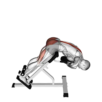 Weighted Hyperextension - Exclusive get you ultimate Strength for Erector Spinae from X health blend   Animated Exercise  Library