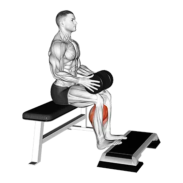 Weighted Seated Calf Raise - Exclusive get you ultimate Strength for Calves from X health blend   Animated Exercise  Library